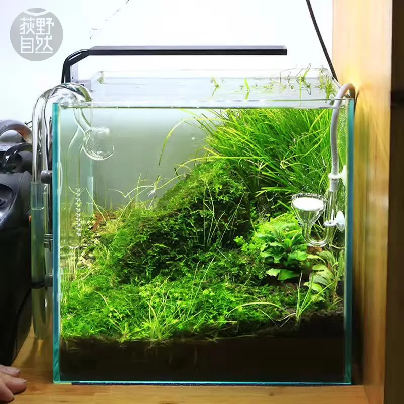 Aquarium Fish Background - Chihiros C Series ADA สไตล์พืช Grow