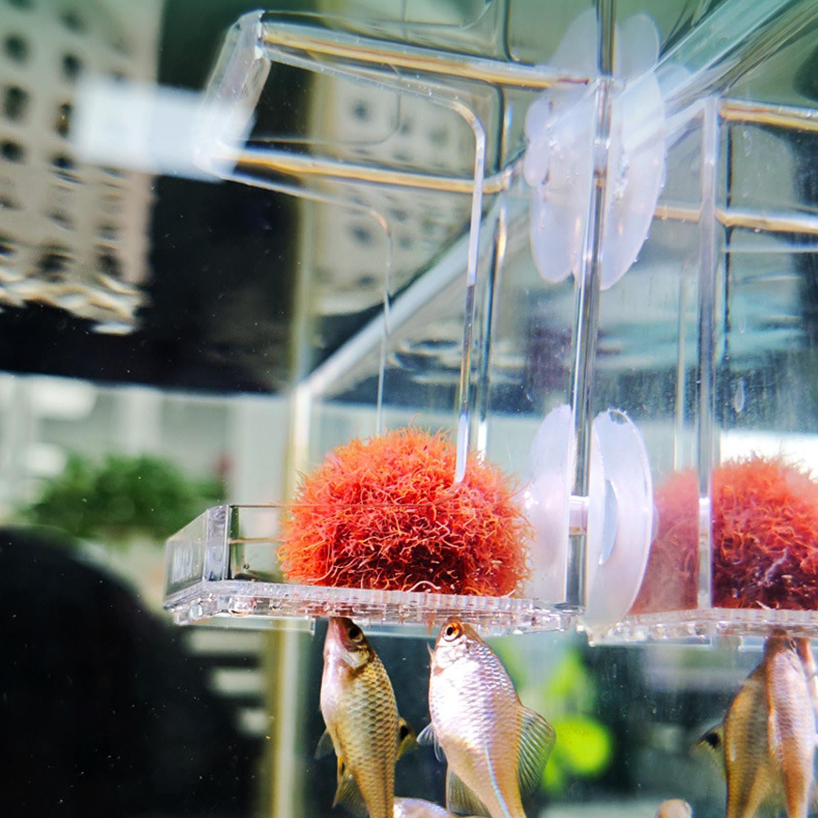 Tetra Fish In Aquarium - ถาดใส่อาหารปลาแบบติดตู้ปลา ถาดอาหารปลาแบบดูดติด สำหรับเต่า ปลากัด ปลาน้ำจืด ปลาน้ำเค็ม