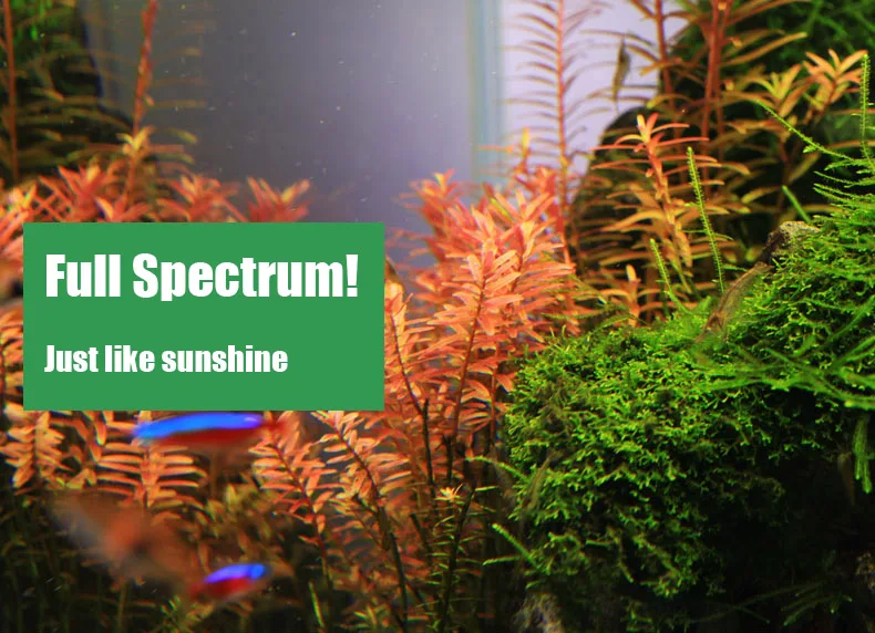 Chihiros C Series ADA สไตล์พืช - Aquarium Fish Background บทวิจารณ์และราคา