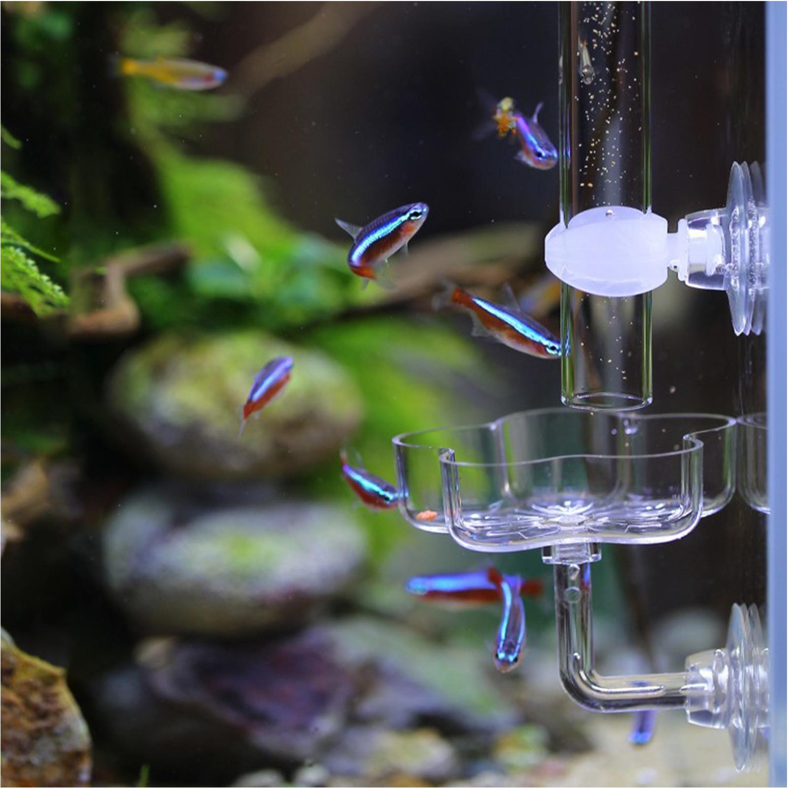 ถาดให้อาหารปลาแบบถ้วยดูด รูปทร - Tetra Fish In Aquarium บทวิจารณ์และราคา