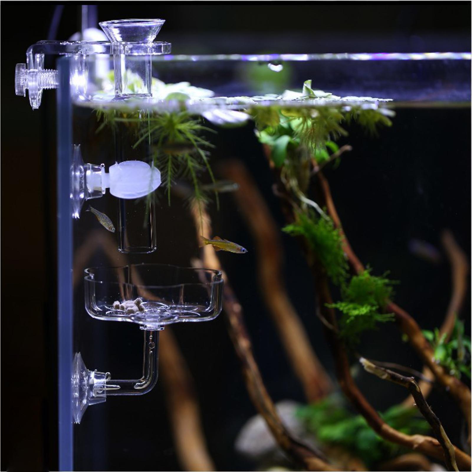 ถาดให้อาหารปลาแบบถ้วยดูด รูปทร - Tetra Fish In Aquarium บทวิจารณ์และราคา