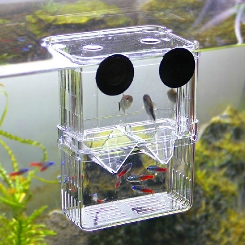 กล่องเพาะพันธุ์ปลาแบบสองชั้นพิ - Aquarium Fish Background บทวิจารณ์และราคา