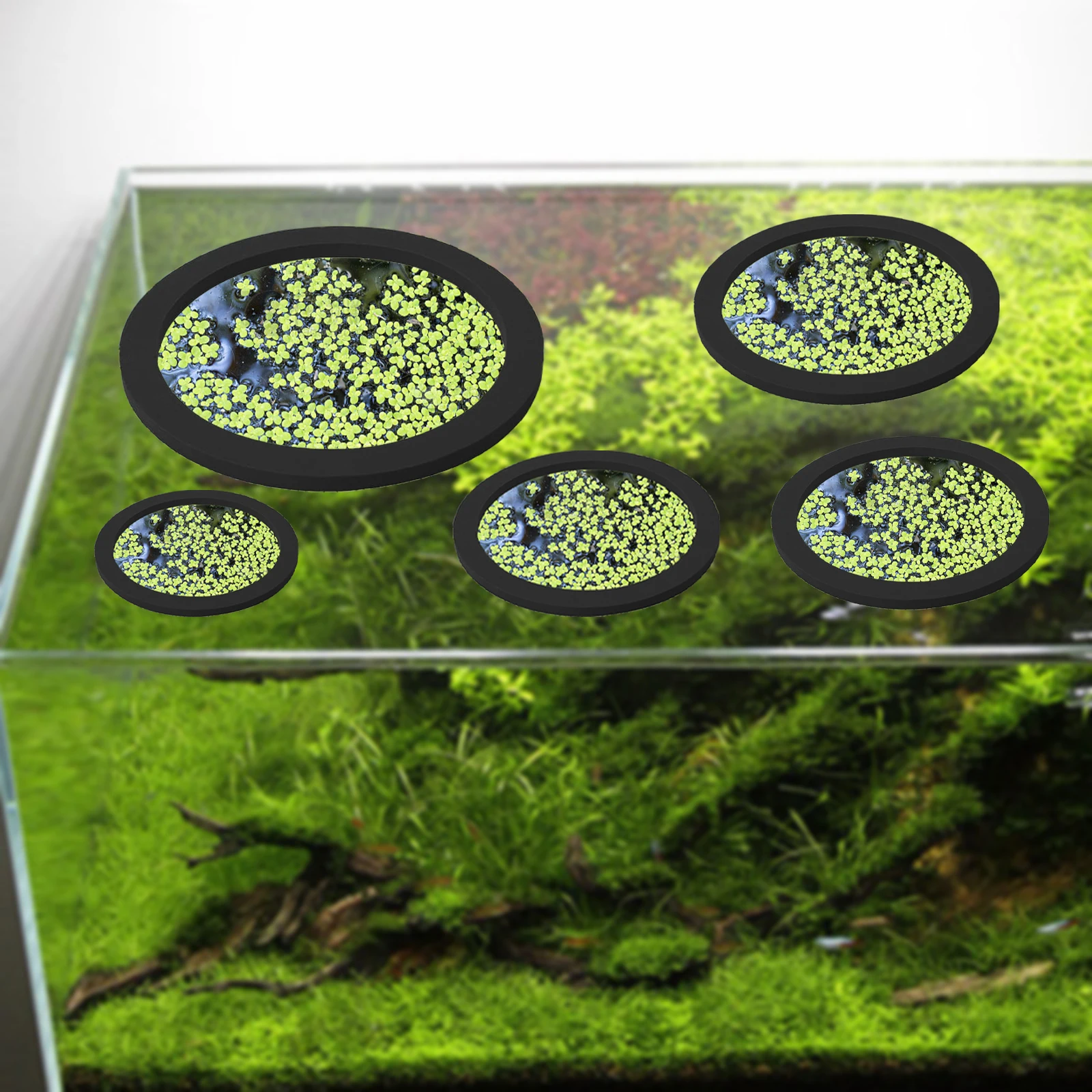 5 ชิ้น EVA ปลา Feeding แหวน Aq - Aquarium Fish Bowl บทวิจารณ์และราคา