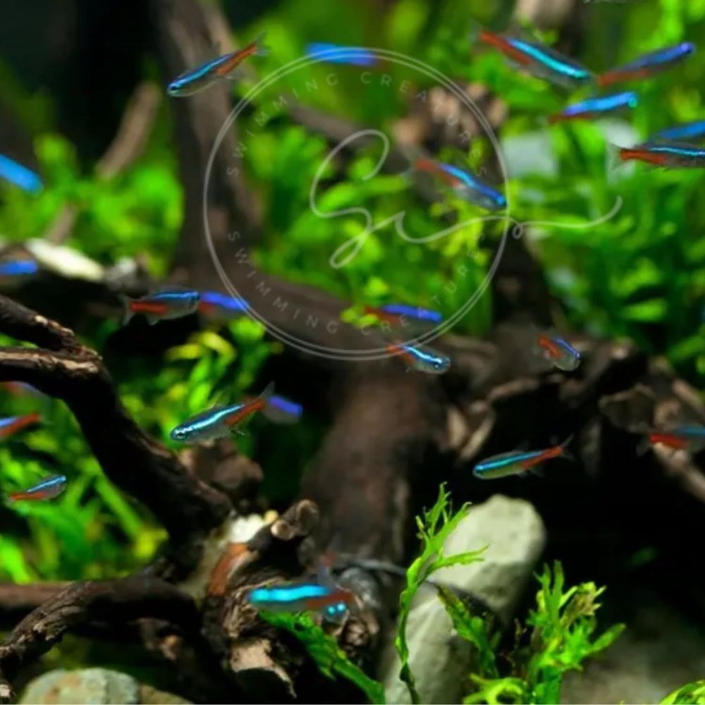 ปลาเตตร้านีออนน้ำจืด (ขนาด: 1. - Tetra Fish In Aquarium บทวิจารณ์และราคา