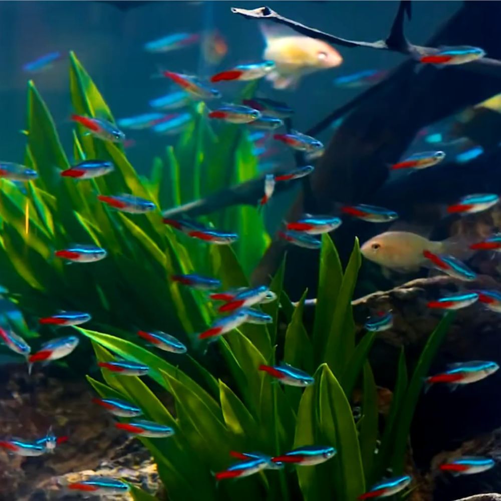 ปลาเตตร้านีออนน้ำจืด (ขนาด: 1. - Tetra Fish In Aquarium บทวิจารณ์และราคา