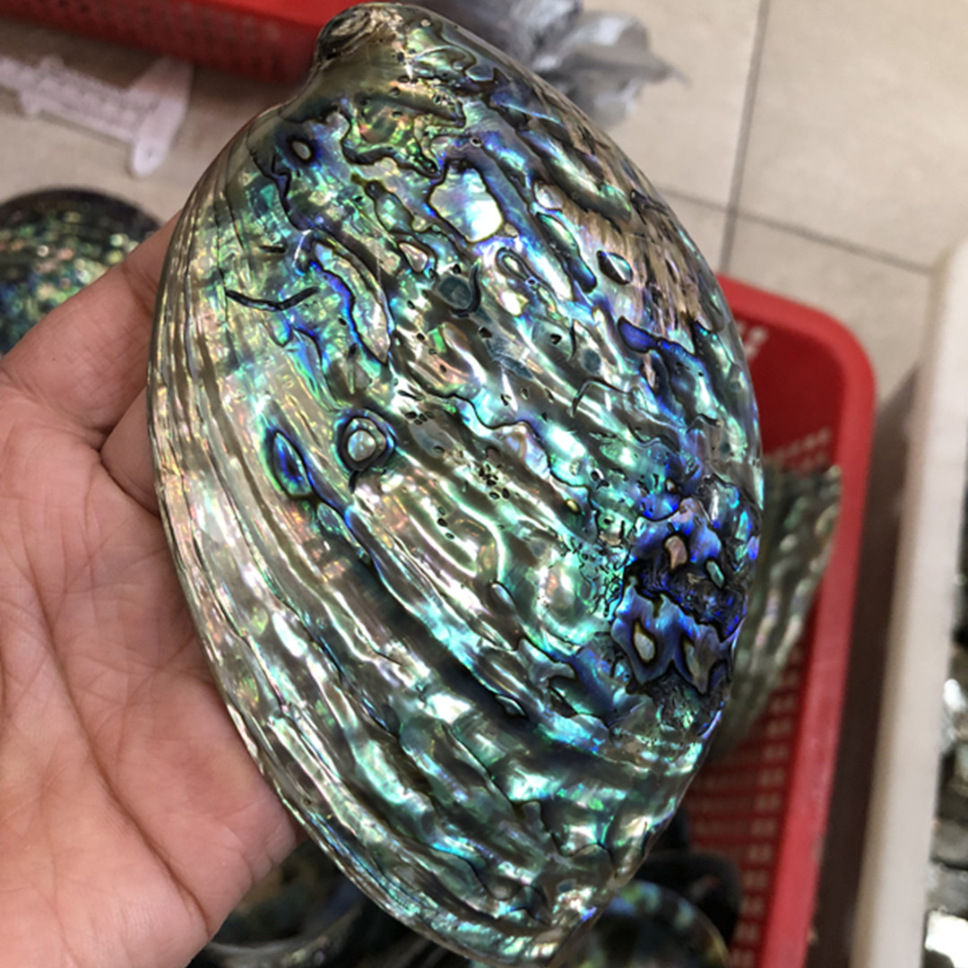 1ชิ้นใหม่นิวซีแลนด์หอยเป๋าฮื้อ - Aquarium Fish New Zealand บทวิจารณ์และราคา