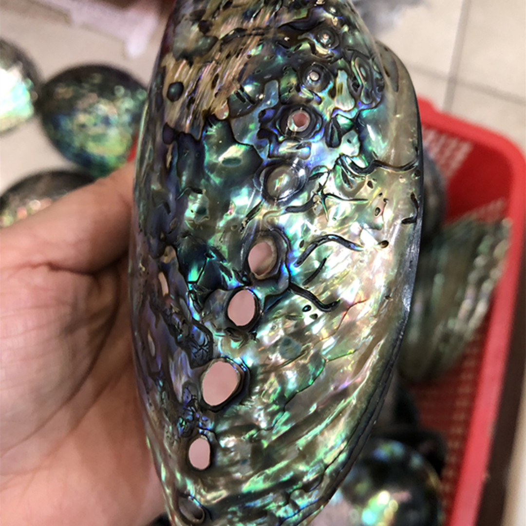 1ชิ้นใหม่นิวซีแลนด์หอยเป๋าฮื้อ - Aquarium Fish New Zealand บทวิจารณ์และราคา