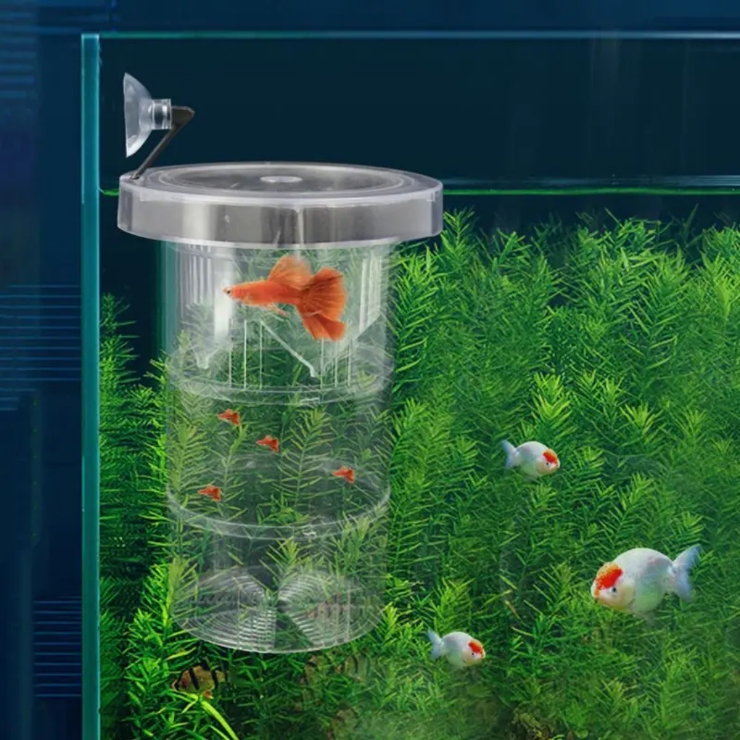 กล่องอะคริลิคสำหรับเพาะพันธุ์ป - Aquarium Fish Escape บทวิจารณ์และราคา